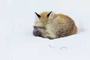 <b class=qtipBold><figcaption>Red Fox; Winter Nap</figcaption></b><br><em>© Ken Archer / DanitaDelimont.com</em> Red Fox; Winter Nap