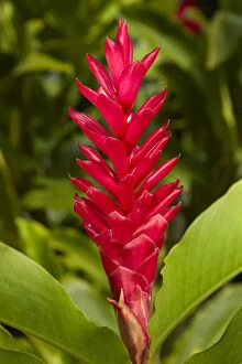 Red Ginger (Alpinia purpurata), Maire Nui Gardens, Titakaveka, Rarotonga, Cook Islands