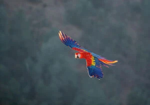 Scarlet Macaw Collection: Red and Gold Macaw flying, Lotus, California, USA