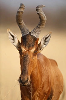 Red Hartebeest portrait (Alcelaphus caama). Etosha NP, Namibia Red Hartebeest portrait (Alcelaphus caama). Etosha NP, Namibia