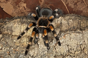 Red Knee Tarantula, Brachypelma smithi, Mexico Red Knee Tarantula, Brachypelma smithi, Mexico