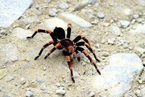 Red-kneed Tarantula (Euathlus mesomelas) close-up in on a trail at Monteverde Cloud Red-kneed Tarantula (Euathlus mesomelas) close-up in on a trail at Monteverde Cloud