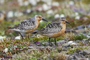 Red Knot Gallery: Red Knots on the Arctic Tundra