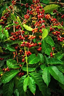Branches Gallery: Red Kona coffee cherries on the vine, Captain Cook, The Big Island, Hawaii USA