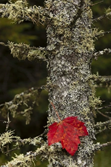 Red leaf and Old Mans Beard lichen on tamarack, Hiawatha National Forest, Alger County Red leaf and Old Mans Beard lichen on tamarack, Hiawatha National Forest, Alger County