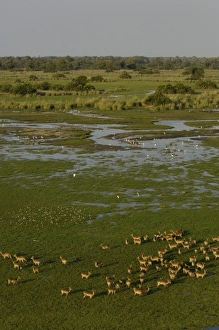 Red Lechwe (Kobus leche). Okavango Delta, BOTSWANA. Southern Africa Red Lechwe (Kobus leche). Okavango Delta, BOTSWANA. Southern Africa