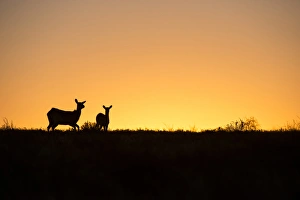 Red Lechwe (Kobus leche), Private game ranch, Great Karoo, SOUTH AFRICA Red Lechwe (Kobus leche), Private game ranch, Great Karoo, SOUTH AFRICA