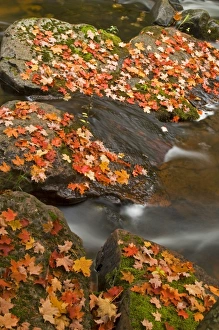 Red maple leaves carpet the rocks in the Little Carp River in Porcupine Mountains Red maple leaves carpet the rocks in the Little Carp River in Porcupine Mountains