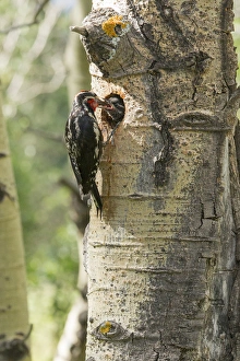 Red-naped sapsucker feeding young in Aspen tree hole Red-naped sapsucker feeding young in Aspen tree hole