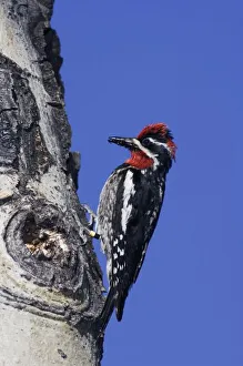 Red-naped Sapsucker, Sphyrapicus nuchalis, adult male color banded with ant prey on aspen Red-naped Sapsucker, Sphyrapicus nuchalis, adult male color banded with ant prey on aspen