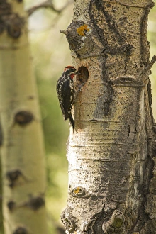 Red-naped sapsuckerwith hole/nest in aspen tree Red-naped sapsuckerwith hole/nest in aspen tree