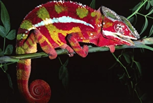 Red Phase Panther Chameleon, Furcifer pardalis, Native to Madagascar Red Phase Panther Chameleon, Furcifer pardalis, Native to Madagascar