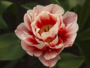 <b class=qtipBold><figcaption>Red and pink tulip</figcaption></b><br><em>© Anna Miller / DanitaDelimont.com</em> Red and pink tulip