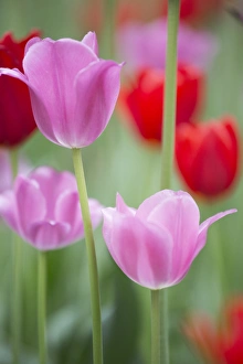 Red and pink tulips, Cantigny Park, Wheaton, IL Red and pink tulips, Cantigny Park, Wheaton, IL