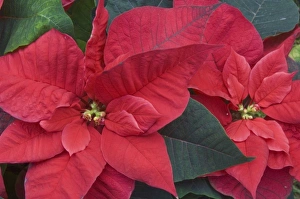Red Poinsettia Detail (Euphorbia pulcherrima) Red Poinsettia Detail (Euphorbia pulcherrima)