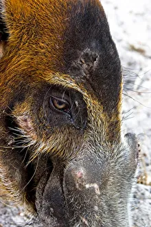 The Red River Hog (Potamochoerus porcus), is a wild member of the pig family that The Red River Hog (Potamochoerus porcus), is a wild member of the pig family that