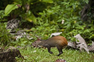 Red-rumped Agouti (Dasyprocta agouti) Atta Lodge Iwokrama Forest Reserve Red-rumped Agouti (Dasyprocta agouti) Atta Lodge Iwokrama Forest Reserve