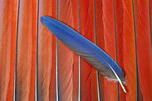 Red Scarlet Macaw Tail Feathers overlayed with Blue Tail feather Red Scarlet Macaw Tail Feathers overlayed with Blue Tail feather