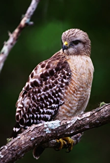 Red-shouldered Hawk (Buteo lineatus). USA, Florida, Ding Darling National Wildlife Refuge Red-shouldered Hawk (Buteo lineatus). USA, Florida, Ding Darling National Wildlife Refuge