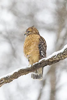 Red-shouldered hawk in snow, Marion County, Illinois Red-shouldered hawk in snow, Marion County, Illinois