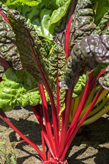 <b class=qtipBold><figcaption>Red Swiss Chard, USA</figcaption></b><br><em>© Lisa Engelbrecht / DanitaDelimont.com</em> Red Swiss Chard, USA