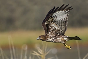 <b class=qtipBold><figcaption>Red-tail Hawk</figcaption></b><br><em>© Ken Archer / DanitaDelimont.com</em> Red-tail Hawk