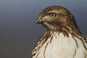 <b class=qtipBold><figcaption>Red-tailed Hawk Close-up</figcaption></b><br><em>© Ken Archer / DanitaDelimont.com</em> Red-tailed Hawk Close-up