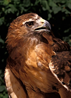Red-tailed Hawk (female), Buteo jamaicensis, Controlled situation Red-tailed Hawk (female), Buteo jamaicensis, Controlled situation