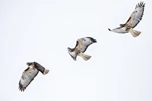 Red tailed hawk in flight sequence at Ninepipe WMA near Ronan, Montana, USA digital Red tailed hawk in flight sequence at Ninepipe WMA near Ronan, Montana, USA digital