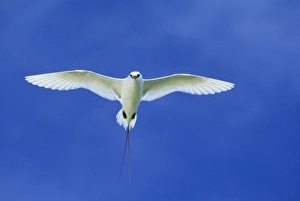 Red-tailed Tropicbird, (Phaethon rubricauda), in flight, Midway Atoll Red-tailed Tropicbird, (Phaethon rubricauda), in flight, Midway Atoll