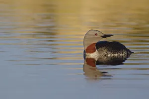 Red-throated Loon