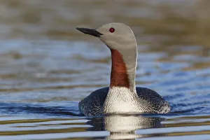 <b class=qtipBold><figcaption>Red-throated Loon</figcaption></b><br><em>© Ken Archer / DanitaDelimont.com</em> Red-throated Loon