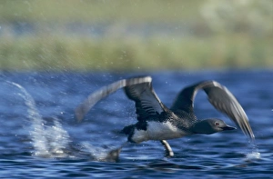Red-throated Loon, Gavia stellata, adult taking off, Kongsfjord, Norway Red-throated Loon, Gavia stellata, adult taking off, Kongsfjord, Norway