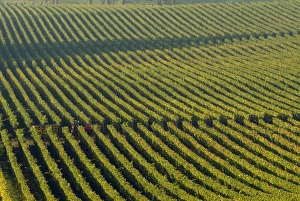 A red tractor seems hidden among the straight green rows of vines at the Stoler Vineyards A red tractor seems hidden among the straight green rows of vines at the Stoler Vineyards