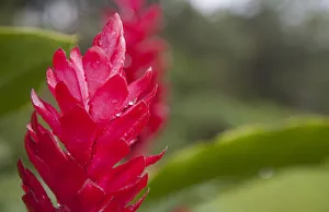 Red tropical bromeliad flower in Arenal, Costa Rica Red tropical bromeliad flower in Arenal, Costa Rica