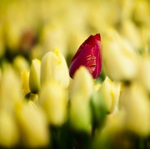 One red tulip growing amongst all a field of all yellow One red tulip growing amongst all a field of all yellow