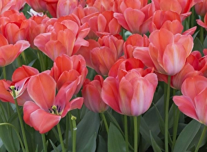 <b class=qtipBold><figcaption>Red tulips</figcaption></b><br><em>© Anna Miller / DanitaDelimont.com</em> Red tulips