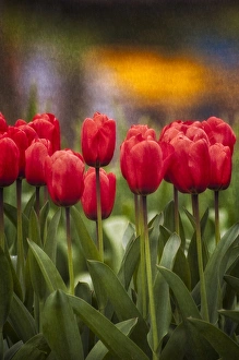 Red Tulips in foreground with lake and yellow flower reflections as background Red Tulips in foreground with lake and yellow flower reflections as background