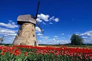 Baltic Country Gallery: Red tulips surrounds traditional windmill in Gauja National Park, Latvia