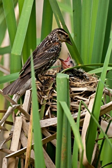 Red Wing Black Bird feeding Young Agelaius phoeniceus Central Pennsylvania Habitat Red Wing Black Bird feeding Young Agelaius phoeniceus Central Pennsylvania Habitat