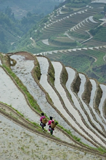 Red Yao Woman working in Rice Terraces, Dazhai Village Red Yao Woman working in Rice Terraces, Dazhai Village