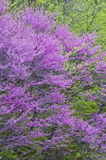 Redbud trees in full spring bloom near Defiance Ohio Redbud trees in full spring bloom near Defiance Ohio