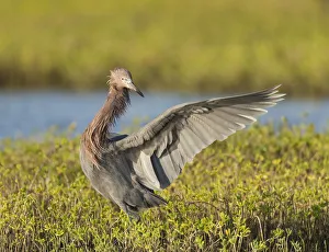 Reddish egret hunting for prey, Egret rufescens, Espiritu Santo, Welder Flats Reddish egret hunting for prey, Egret rufescens, Espiritu Santo, Welder Flats
