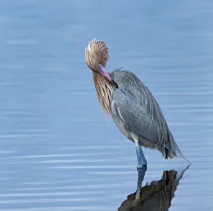 Reddish egret preening, Egretta rufescens, Merritt Island NWR, Florida, USA Reddish egret preening, Egretta rufescens, Merritt Island NWR, Florida, USA