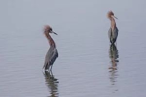 Reddish egrets (Egretta rufescens) standing in bay Reddish egrets (Egretta rufescens) standing in bay