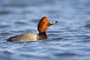 Redhead (Aythya americana) duck, adult male swimming on the Laguna Madre (bay) near Redhead (Aythya americana) duck, adult male swimming on the Laguna Madre (bay) near