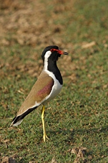 Redwattled Lapwing, Ranthambhor National Park, India Redwattled Lapwing, Ranthambhor National Park, India