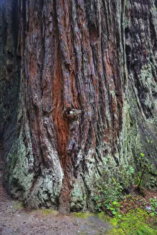 Redwood National Park, base of a giant redwood tree Redwood National Park, base of a giant redwood tree
