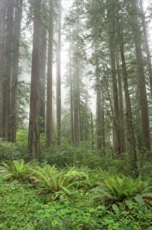 Redwoods, Lady Bird Johnson Grove in fog, Prairie Creek Redwoods State Park, Redwoods National Redwoods, Lady Bird Johnson Grove in fog, Prairie Creek Redwoods State Park, Redwoods National