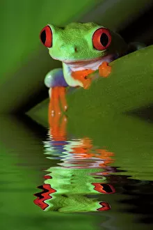 Amphibian Collection: Reflection of red-eyed tree frog in water